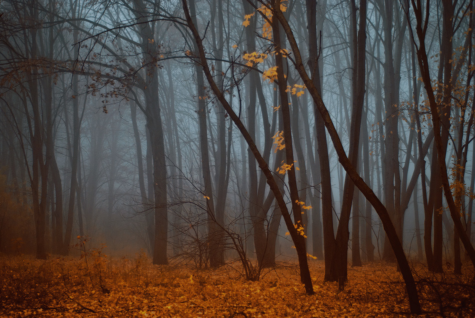 magic-spelldust:  Foggy Autumn Series by Bomb-Creator 