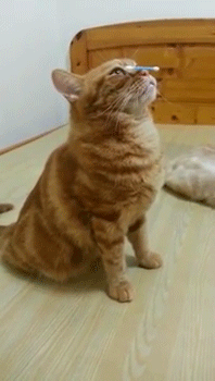 sizvideos:  Cat balances a Q-Tip on his Nose (Video)