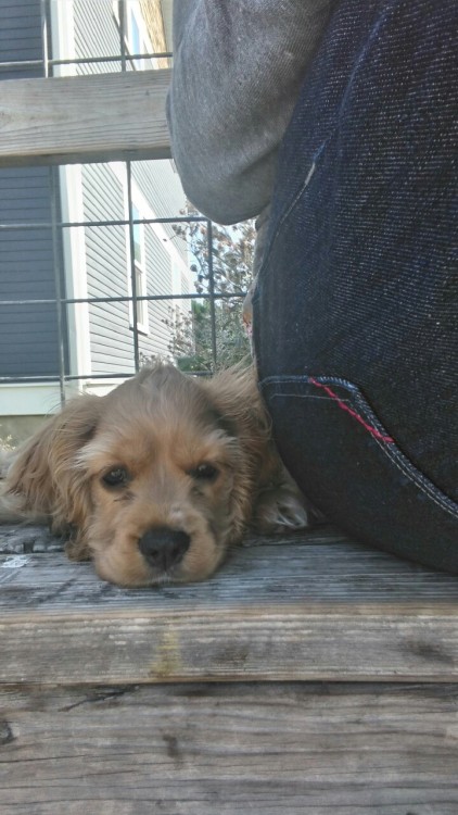 Random puppy decided to cuddle up next to me at the bus stop.