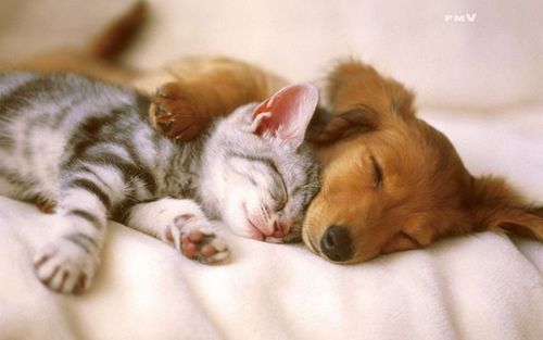 your-sms-girl:  TOP 350 Animal Pics of the Year 2012 - Izismile.com on We Heart It.