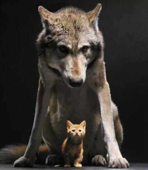 eris-of-chaos18:  The wolf always protects his kitten~💋
