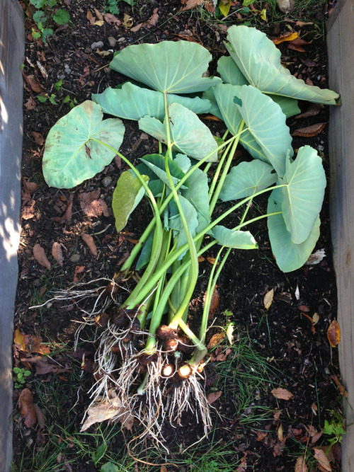 hqcreations:hqcreations:Harvesting TaroRemember all the supermarket bought taro I planted earlier th