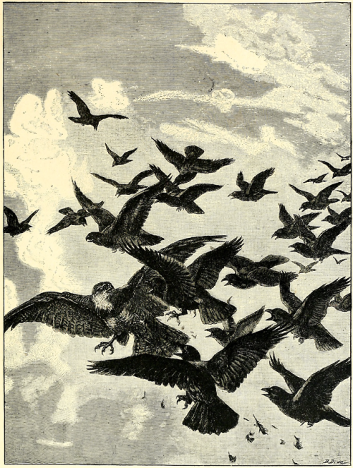 nemfrog: Crows mobbing a sparrow hawk. All about animals. 1900.Internet Archive