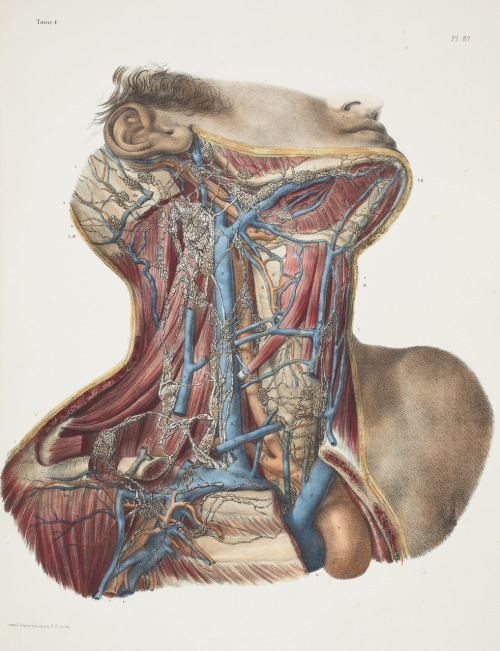 corporisfabrica:The vasculature and underlying musculature of the neck and surrounding regions. As
