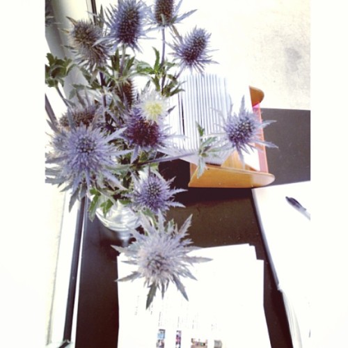 Guest book, check. Business cards, check. Price lists, check. Fresh thistles, check. Bring on the week Monday the gallery is ready for ya! #thegallerygirls #houston #thistles #freshflowersarebest #organized #monday #excitedforthenewweek #carpediem