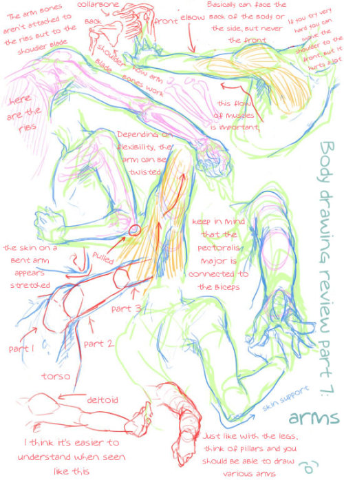 losthitsu:Body drawing review - translated version.Just for future drawing reference, maybe?