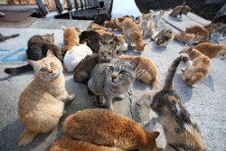 splders:  cuteness-daily:  This is Cat Island.
