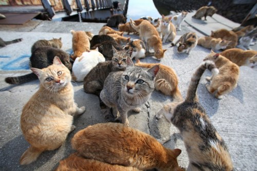 cuteness-daily:  This is Cat Island. It is adult photos