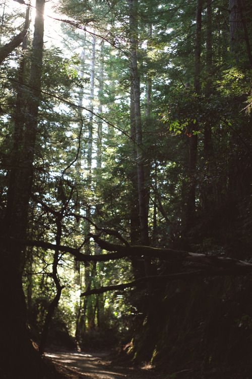 predictablytypical:  Sun breaking through the redwoods