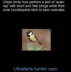 ultrafacts:  Birds living in cities are performing a type of “avian rap” while their rural counterparts are sticking to more traditional sounds, a study shows.Dutch researchers found that urban species of birds sing short, fast songs rather than the