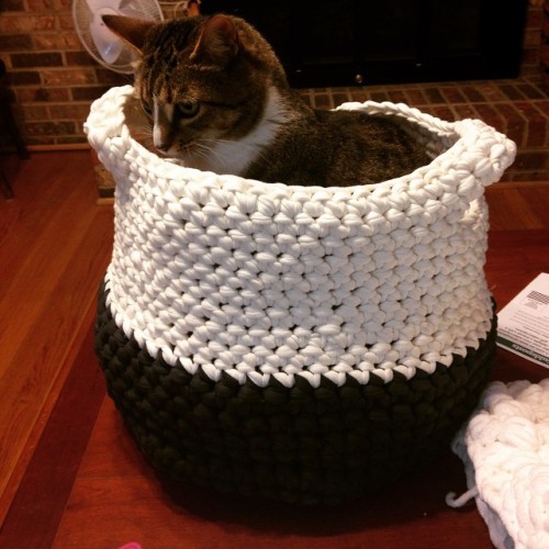 cynthialuhrs: Of course Lulu thinks the basket is for her to hide in and pounce on her brother #croc