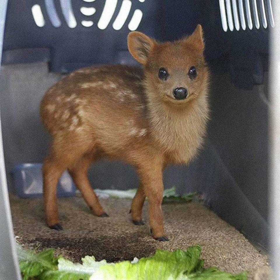 awwww-cute:The world’s smallest deer, the pudú (Source: http://ift.tt/2dnqwkY)