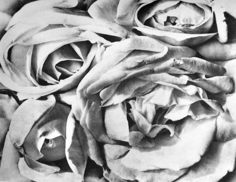 nobrashfestivity:tina modotti, rose, 1924
