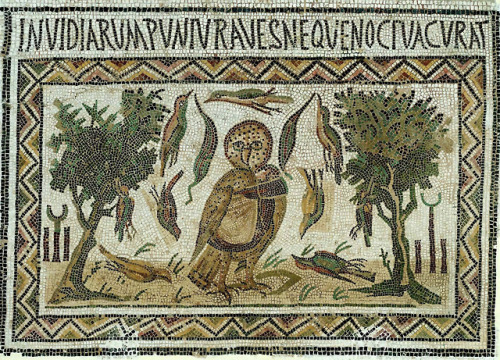 camfoc:A lovely togate owl:Invidia rumpuntur aves neque noctua curatThe birds are destroyed by jealo