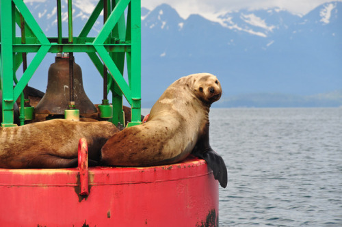 Got to see some sea lions pretty close up