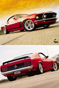 Ford Mustangs