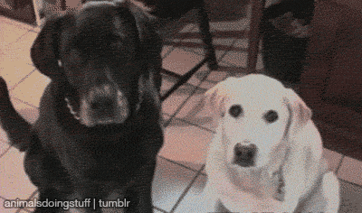 animalsdoingstuff:  &ldquo;Who’s your best friend?&rdquo; 