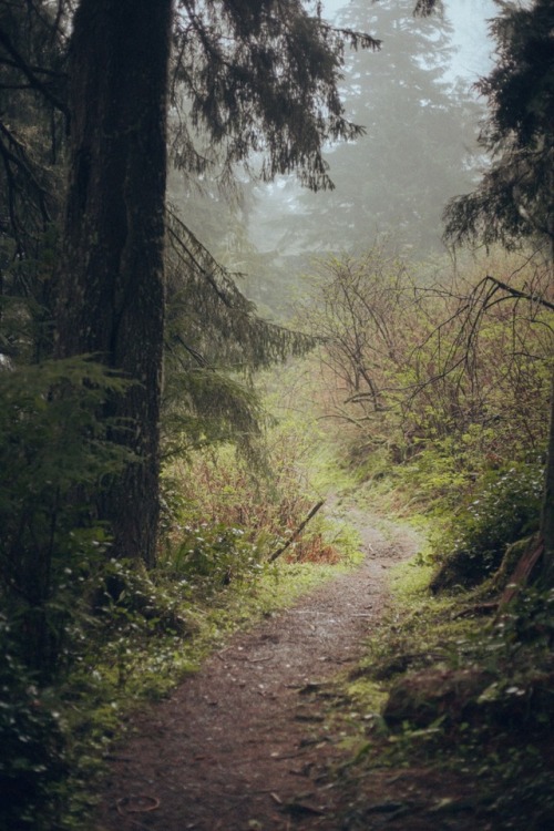 withoutroots:i fell in love among the trees: 07captured at the oregon coast