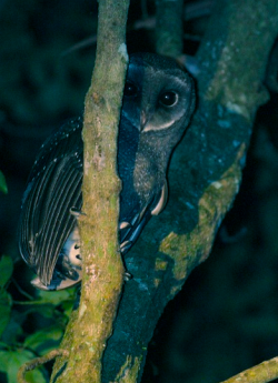 daily-owls:  by aviceda