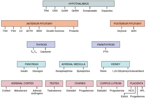 usmlenotes:Overview of the Endocrine System!From adult photos