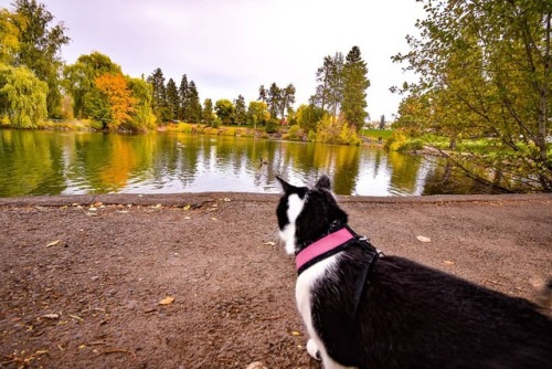 Watching the ducks at Mirror Pond while in Bend, Oregon. Always intrigued when they’re far away but,