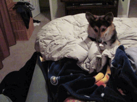 owlberta:  grim-badwolf:  grim-badwolf:  Ein decided he didn’t want me to go to