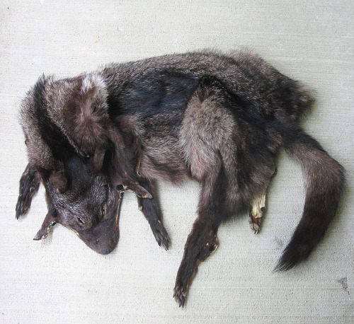 furrywolfcyrus:  thegalaxyfoxx:  lonewolf-den:  blackbackedjackal:  All the coyotes are up now :)! You can see them all on the site.  ooooo i want me some tails!  Omg no!!!!! They were killed why would you buy them!!! D:  “No animals were killed for