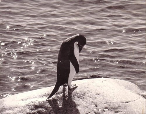 apeninacoquinete:Paul Myers, Adele penguin, Antarctica, 1970s