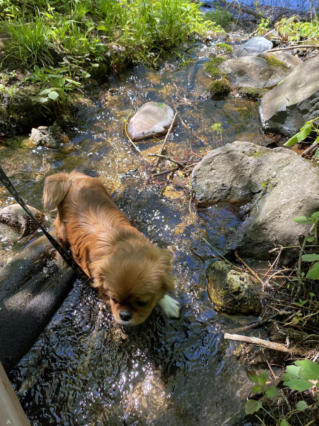 Pua really wants to show you his favorite place to cool off!