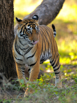 llbwwb:  Tyger! Tyger! Burning bright (by