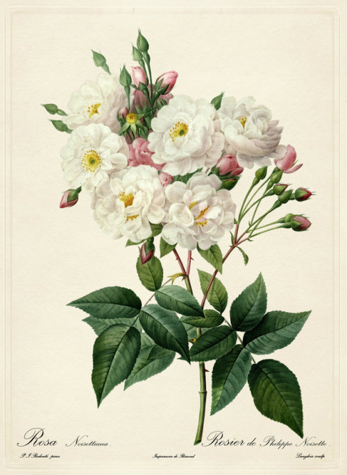 Roses by Pierre-Joseph Redouté (1819 - 1824)