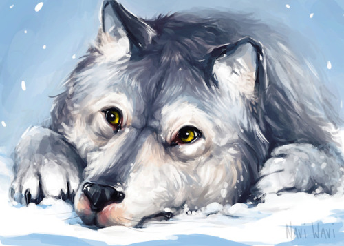 Heres a lil wolf drawing, laying in the snow.