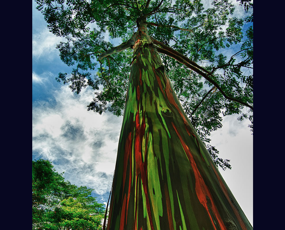 taktophoto:  Living Rainbow: Rainbow Eucalyptus, Most Beautiful Tree Bark on Earth