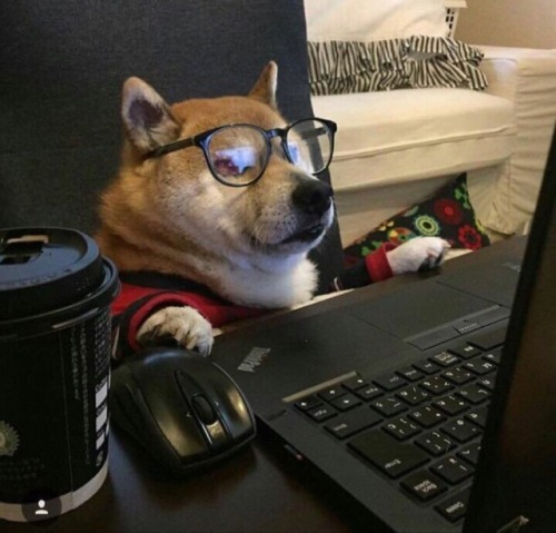 babyanimalgifs:  Two actual pictures of me showing my everyday life…