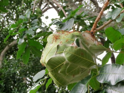 decolonize-the-left:I got emotional over weaver ants because of how they use the leaves. Like they’re ants??? Simple babies??But over their time as a species and living (largely) undisturbed they learned to do baby!construction (that I thought was