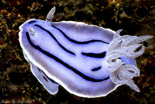 tangledwing:
“Nudibranch (Chromodoris willani) is similar in appearance to Chromodoris lochi, Chromodoris boucheti and Chromodoris dianae. This species can be distinguished by the very prominent white specks found on the gills and rhinophores....