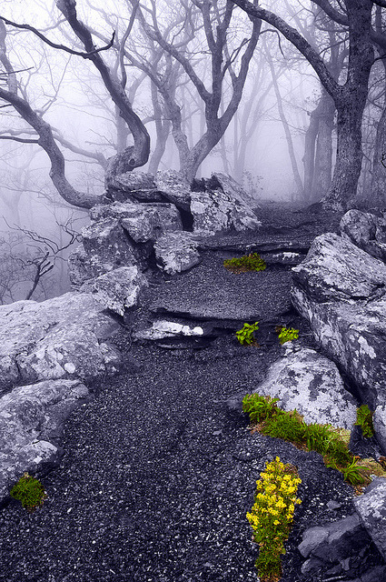 cedorsey:  Fog On The Betty’s Rock Trail, Shenandoah National Park, VAPhoto Credit: