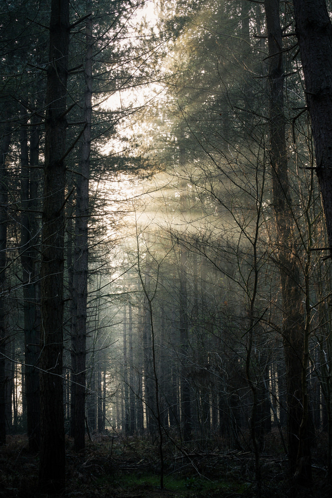 ominousraincloud:  Horsford Woods 7/04/15 | By Matthew Dartford