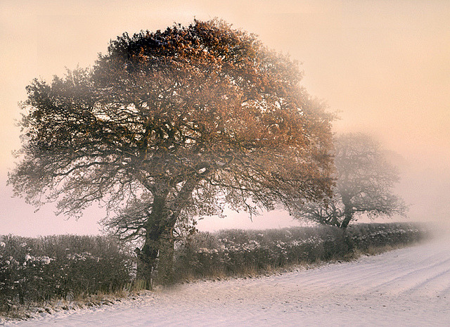 owakolf:  Nature Blog ▲
