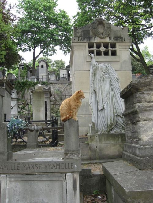 Unknown Photographer - The cats of Père Lachaise Cemetery in Paris, France. It is the oldest of the 