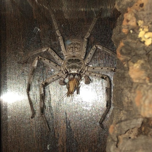 The mighty Aragog does not suffer crickets lightly. #huntsmanspider #holconiainsignis #aragog #spide