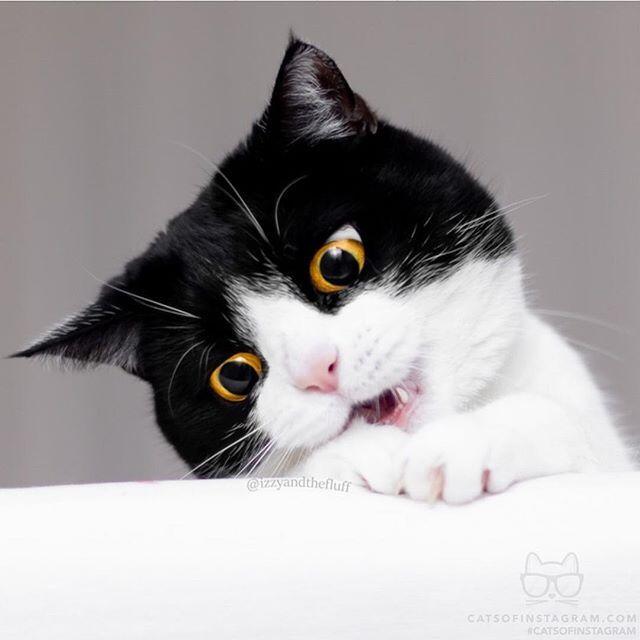 catsofinstagram:  From @izzyandthefluff: “Oh em gee.” #catsofinstagram [source: