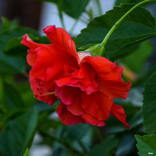 Orange and red hibiscus in Florida