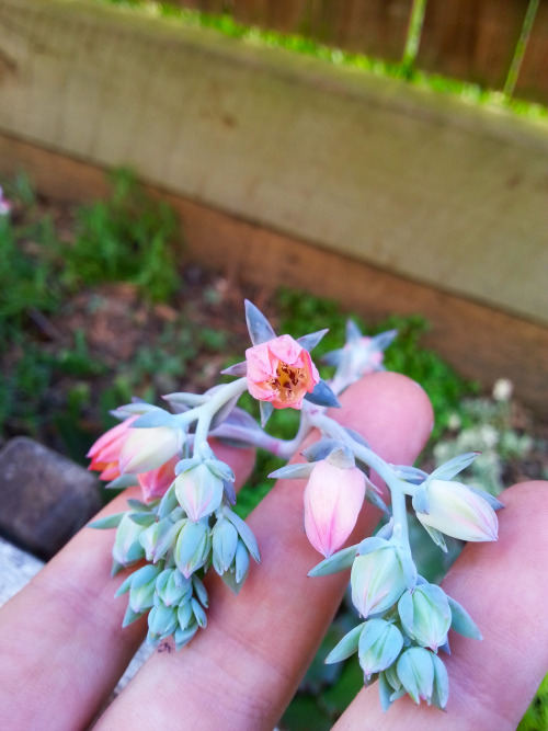 punnyplants:
“🌵Ruffled Echeveria has just come into flower! Hoping to do a little cross pollination and see what pops up! 🌵
”