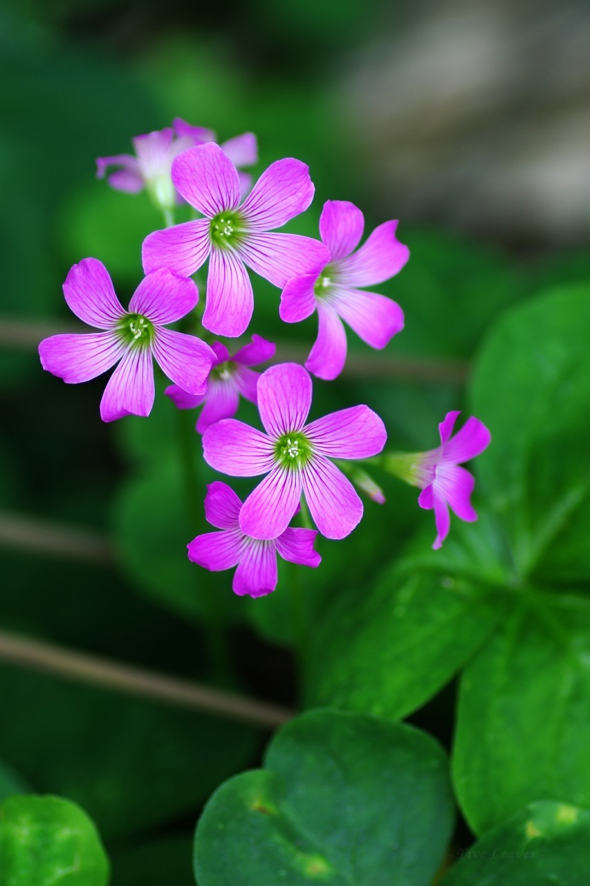 Uyamt S Memo 紫片喰 紫酢漿草 むらさきかたばみ Violet Wood Sorrel Oxalis