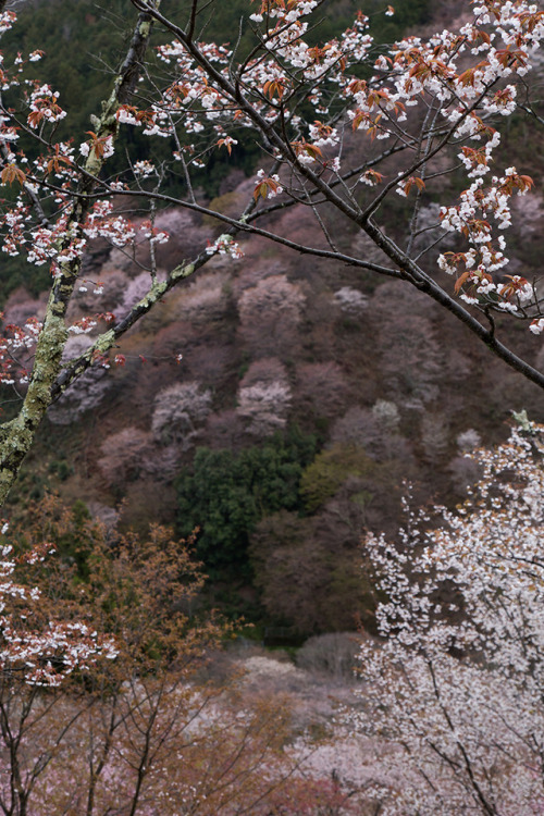 location：吉野山下千本（奈良県吉野町） on April 12, 2017まだ現像が終わっていない桜があるのに、時間だけが過ぎてゆく…orz