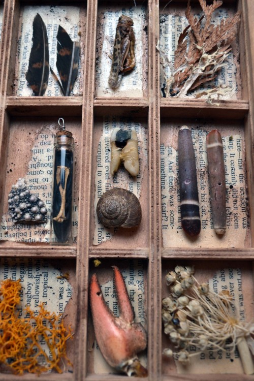 forestferncreations:  amslammin:  wolftea:  A little box filled with various finding I’ve made while with my husband… created after about a year or so of being together this little case included lichens from our woodland adventures, claws from our