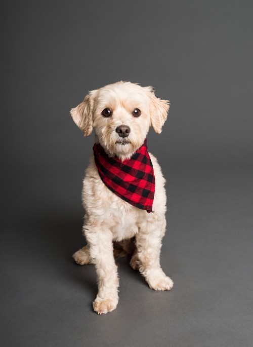 Cute Dog With White Fur