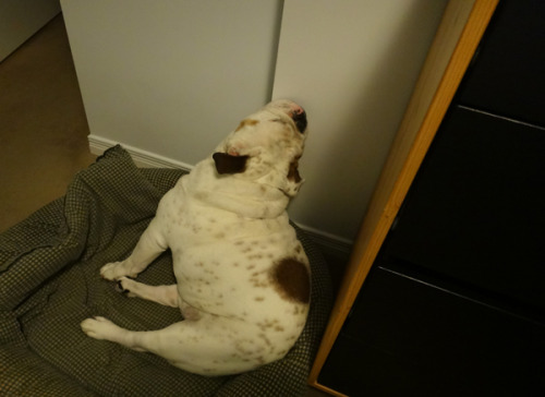 porkchopthebulldog:  Resting my chin on things. Part 5. Previous chin restings.