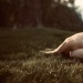 tender-somethings:meadows